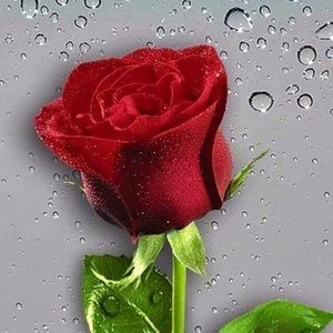 Meet your Posher, Helen